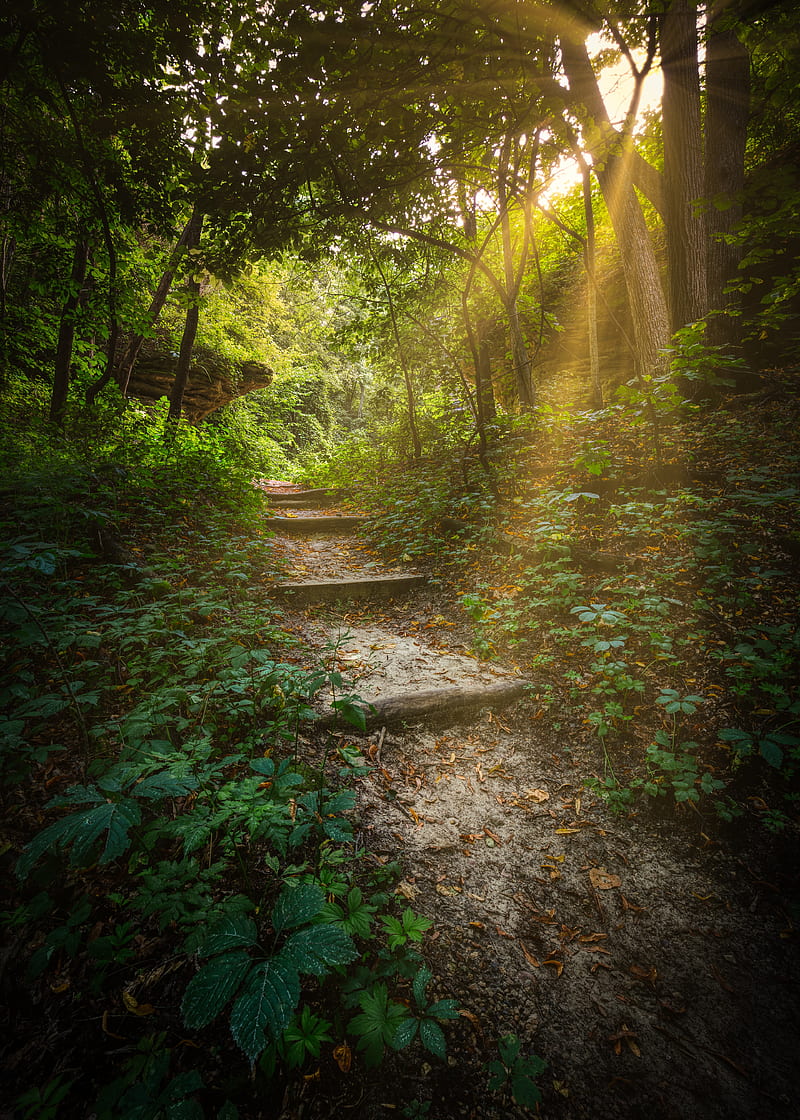 forest, path, stairs, sunlight, trees, HD phone wallpaper