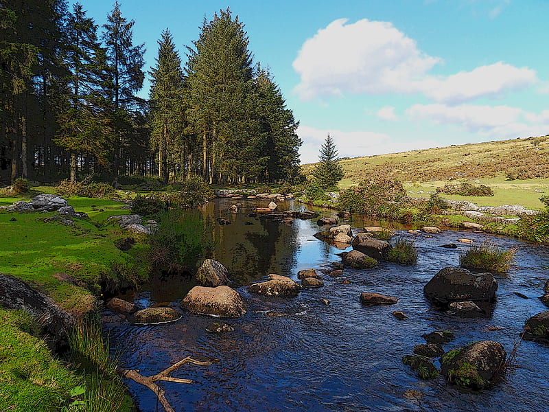 Dartmoor River, east dart river, forest, bellever, HD wallpaper