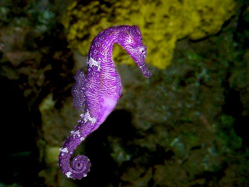 Purple Seahorse, seahorse, purple, fish, seaworld, HD wallpaper