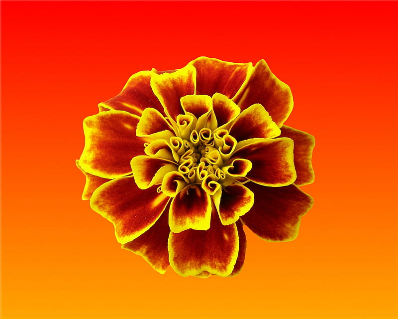 flower, red, gizzzi, blossom, orange, yellow, HD wallpaper