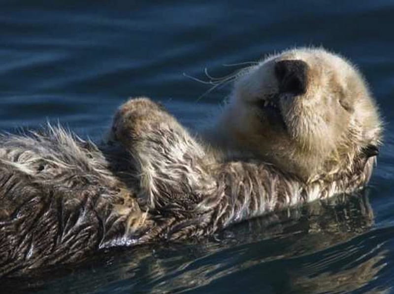 Shhh Don't Wake the Otter...., cute, float, otter, sleep, swim, HD wallpaper