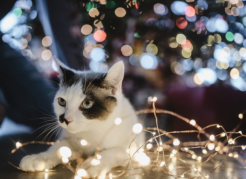 black and white cat lyes beside lighted string light, HD wallpaper