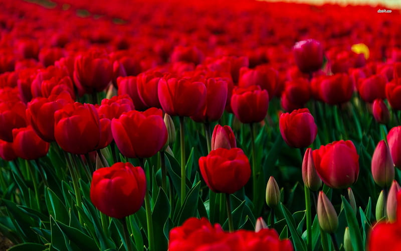 field of red tulips, flower, stem, field, tulip, HD wallpaper