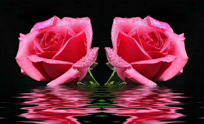 Rosas reflexiones, belleza, fantasía, rosas, abstracto, Fondo de pantalla  HD | Peakpx