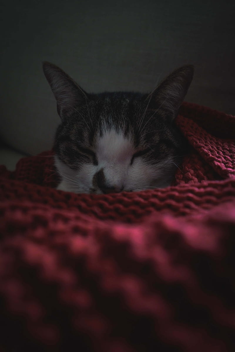 cat, sleep, blanket, pet, HD phone wallpaper