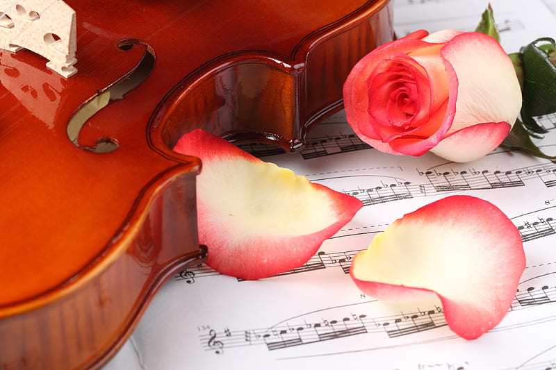 Romance, pretty, rose, notes, bonito, still life, graphy, nice, love, beauty, musical notes, harmony violin, lovely, romantic, music, delicate, elegantly, cool, flower, petals, HD wallpaper