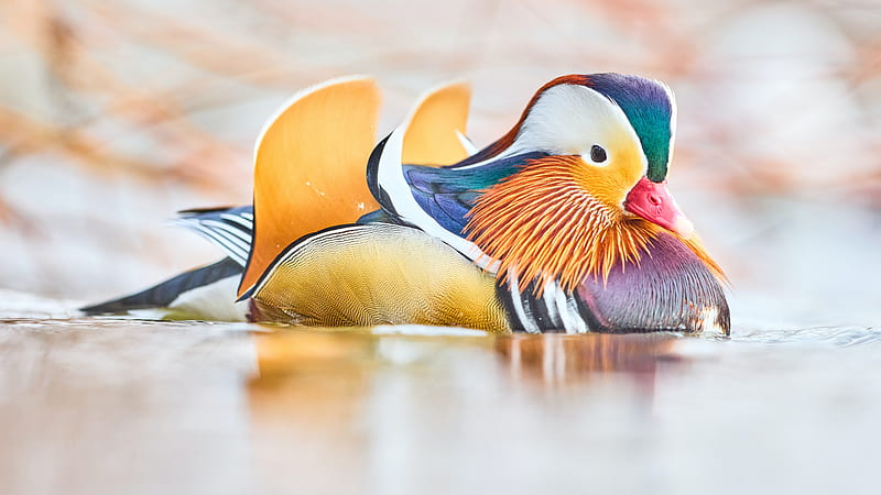 Mandarin Duck Is Floating On Water Birds, HD wallpaper