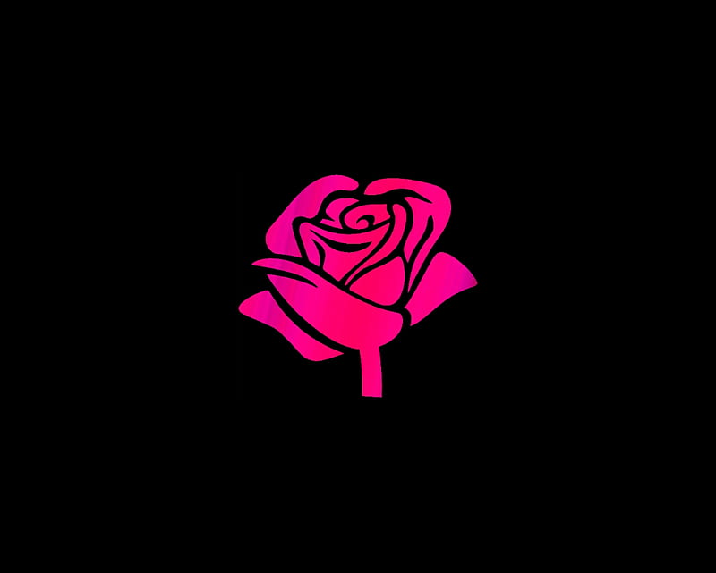 Rose pink, gizzzi, rose, labrano, black, pink, HD wallpaper | Peakpx