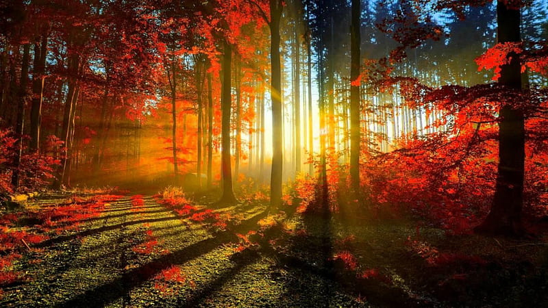 ❖── God's Brilliance ──❖, Trees, Forest, Hues, Sun, Shining, Rays, Golden, HD wallpaper