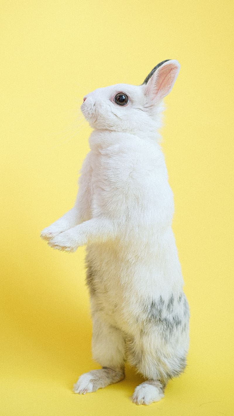 Cute Animals Rabbit On Two Legs, cute animals, rabbit, two legs, bunny, yellow, HD phone wallpaper