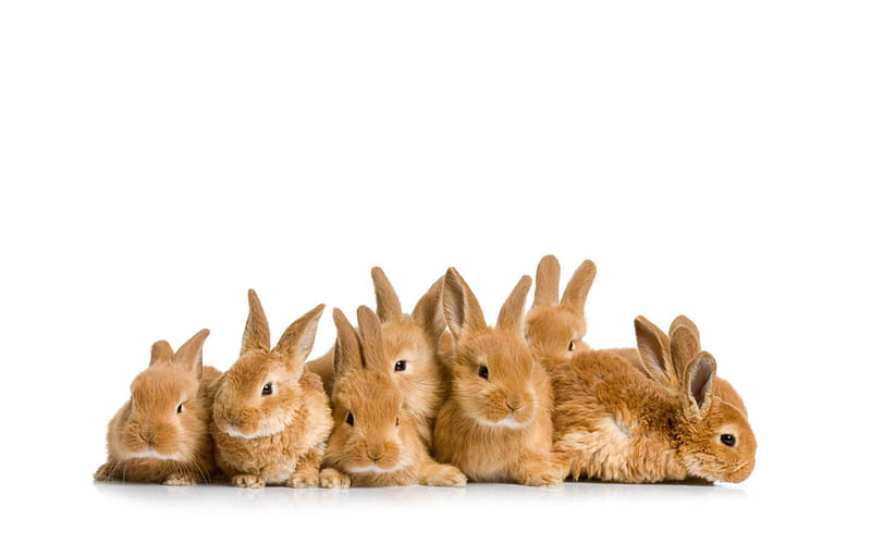 Pile Of Bunnies, cute, rabbit, fluffy, adorable, bunny, pile, white, animal, HD wallpaper