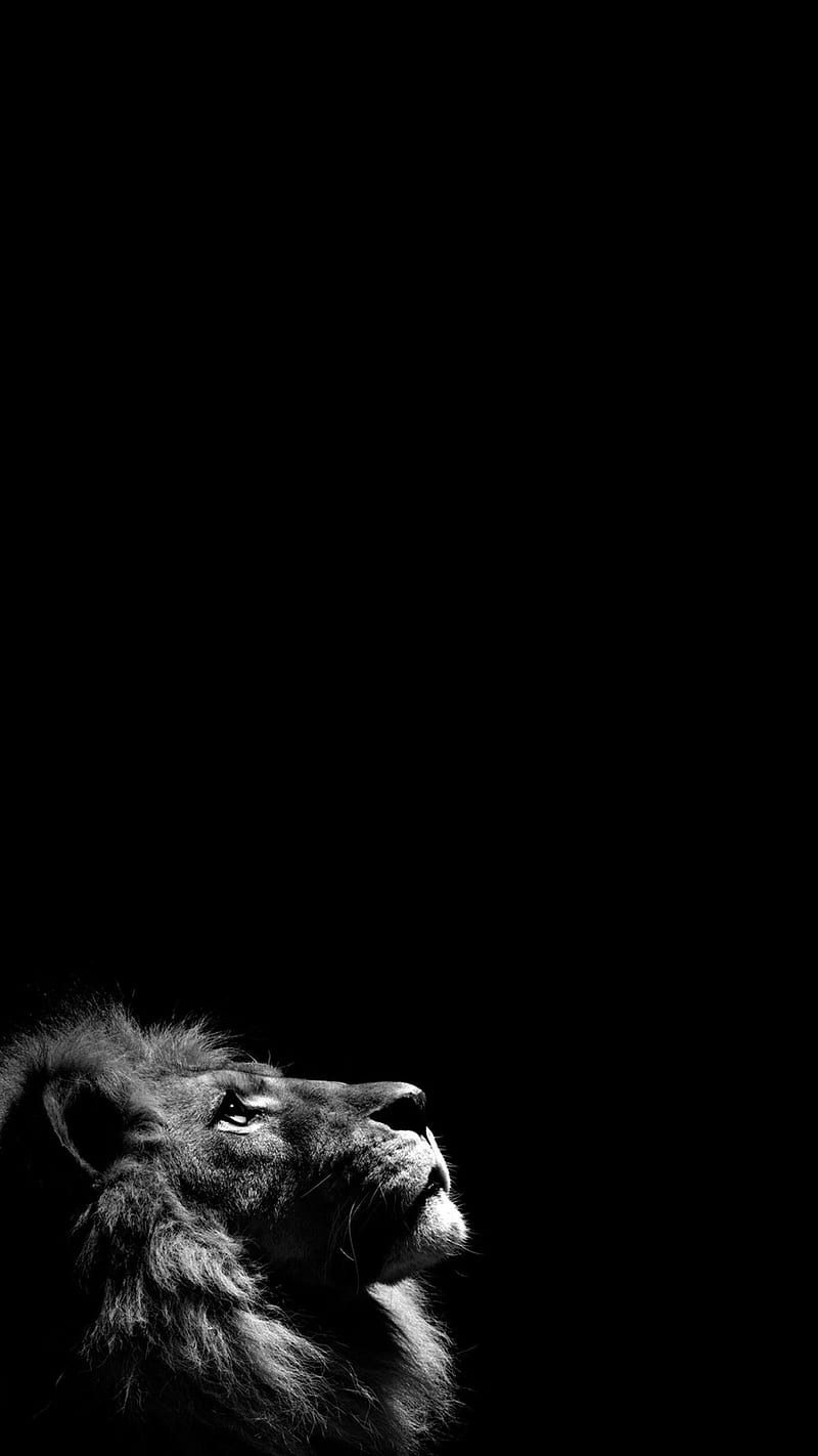 lion iphone, candle, king, land, light, lights, lions, red, spell, wolf, HD phone wallpaper