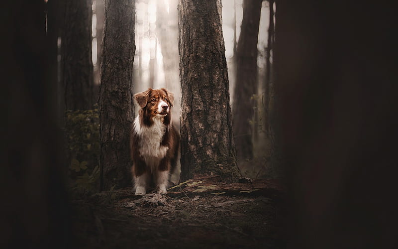 Australian Shepherd Dog, large brown Aussie, forest, cute animals, dogs, HD wallpaper