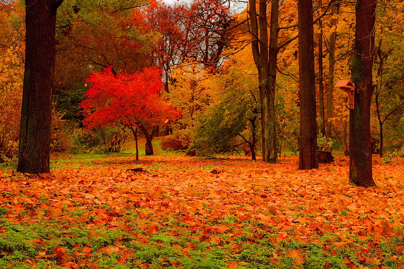Autumn forest, fall, autumn, falling, bonito, carpet, foliage, leaves ...