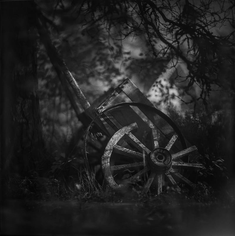 wheel, cart, old, branches, dark, black and white, HD phone wallpaper