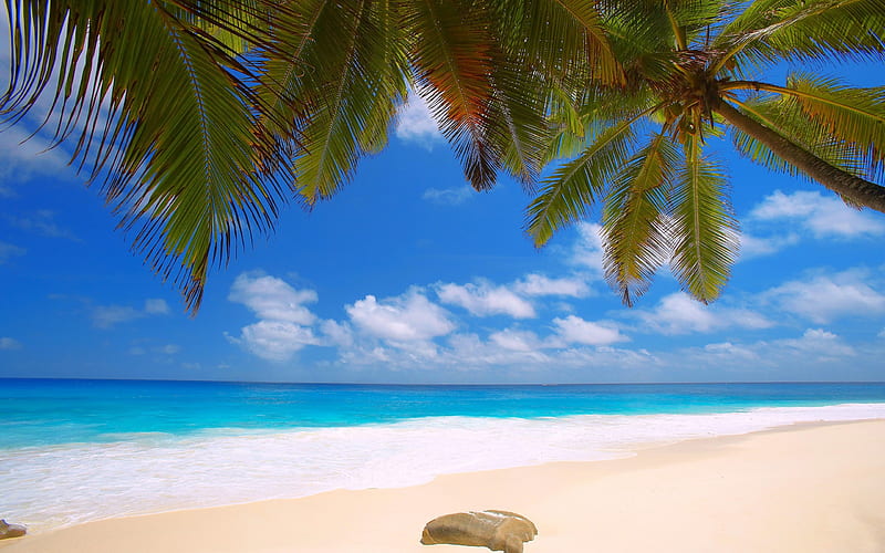 Seychelles, tropical islands beach, ocean, seascape, palm trees, summer, HD wallpaper