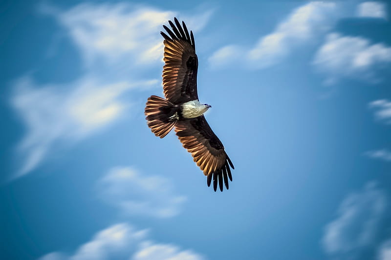 Eagle, flight, sky, clouds, animal, bird, wild, flying, nature, HD wallpaper