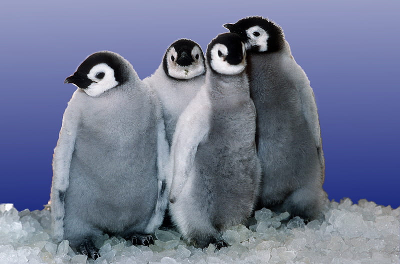 Emperor Penguin Chicks, fluffy, emperor penguins, penguin, emperor penguin, penguin chicks, penguins, HD wallpaper