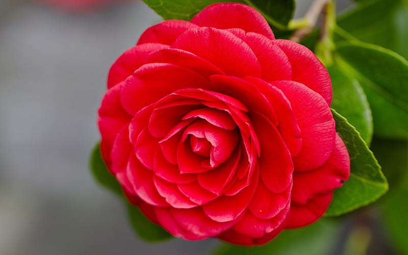 For Dear Friend Ramya, red, flower, flowers, red camellia, camellia, HD wallpaper