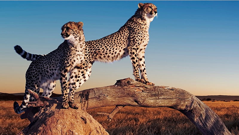Cheetahs On Termite Mound, HD wallpaper