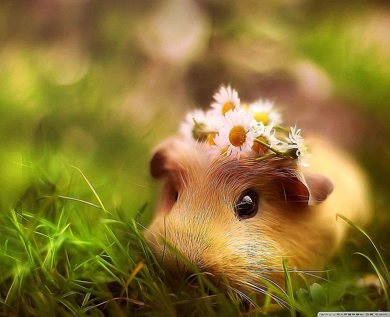 adorable , hamster, grass, mouse, gerbil, rodent - Use, HD wallpaper