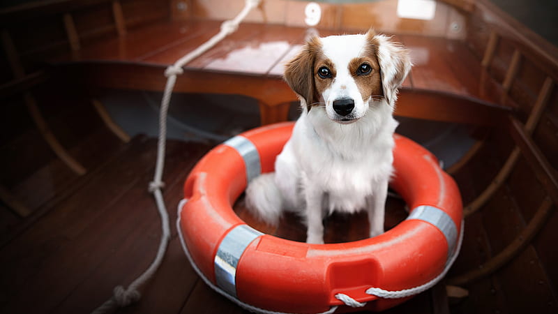 White Brown Dog Is Sitting Inside Swim Ring On Boat Dog, HD wallpaper ...