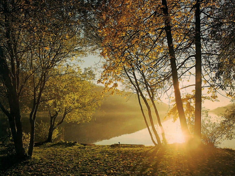 Tree and Rising Sun  Sunrise, Beautiful nature pictures, Sun view