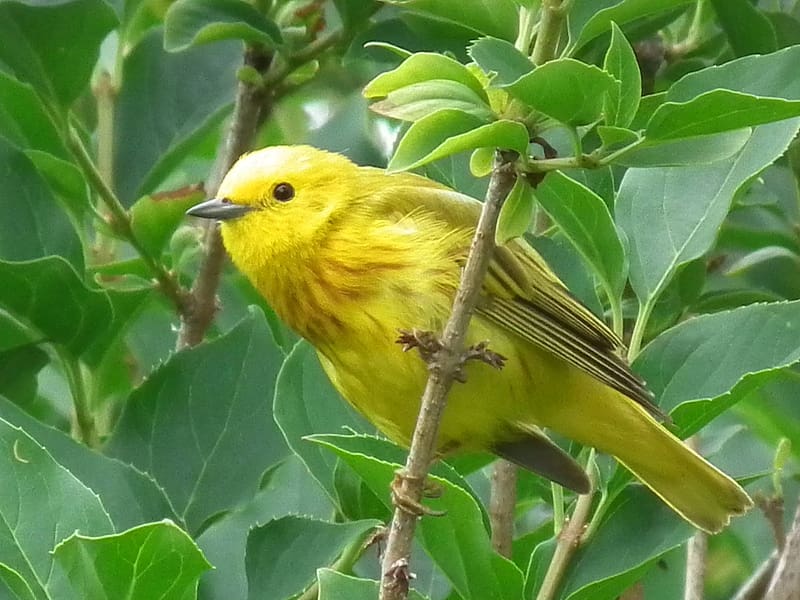 Birds, Bird, Animal, Yellow Warbler, HD wallpaper