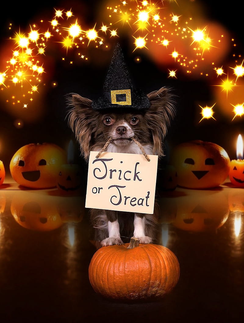 Halloween, pumpkin, dog, scary, HD phone wallpaper