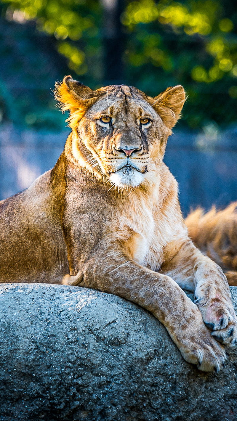 Wild animal , wild animal, lion, predator, wildlife, HD phone wallpaper