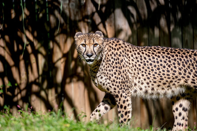 Cheetah, glance, predator, animal, HD wallpaper | Peakpx