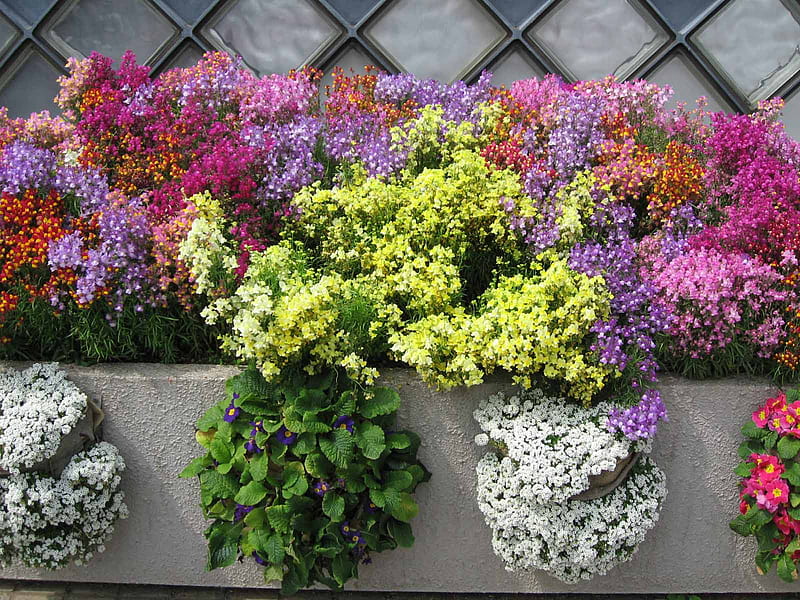 Floriculture, colors, flowers, nature, bonito, HD wallpaper