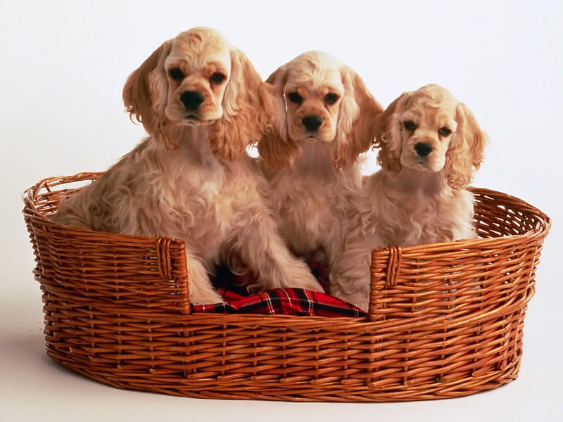 three dogs, blanket, canine, basket, dogs, HD wallpaper