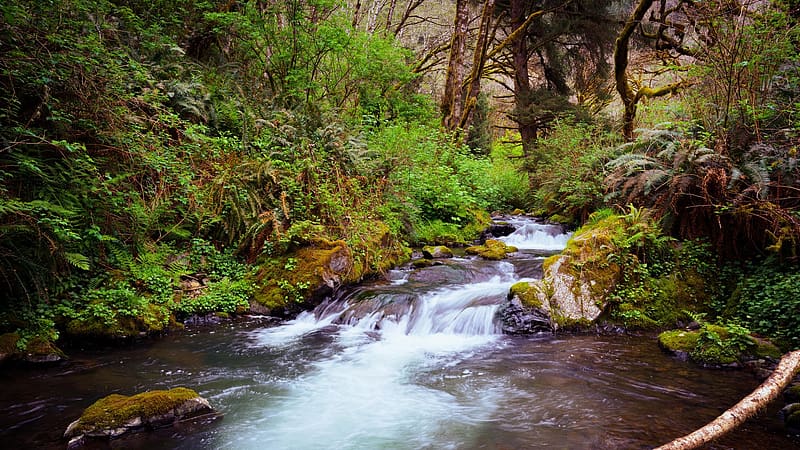 Del Norte Coast Redwoods State Park, California, atones, trees, water, creek, usa, HD wallpaper