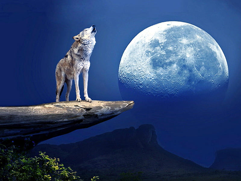 Wolf Wallpaper Stock Photos and Images  123RF