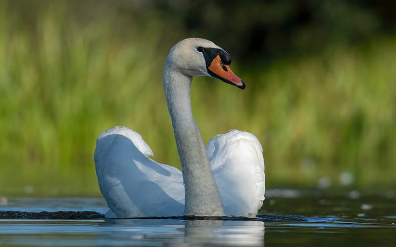 white swan, close-up, summer, lake, bokeh, swan on lake, cute birds, swans, HD wallpaper