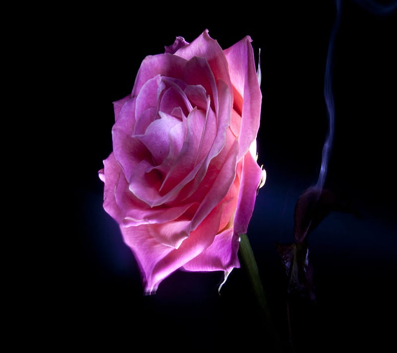 Beautiful Rose, bonito, rose, HD wallpaper | Peakpx