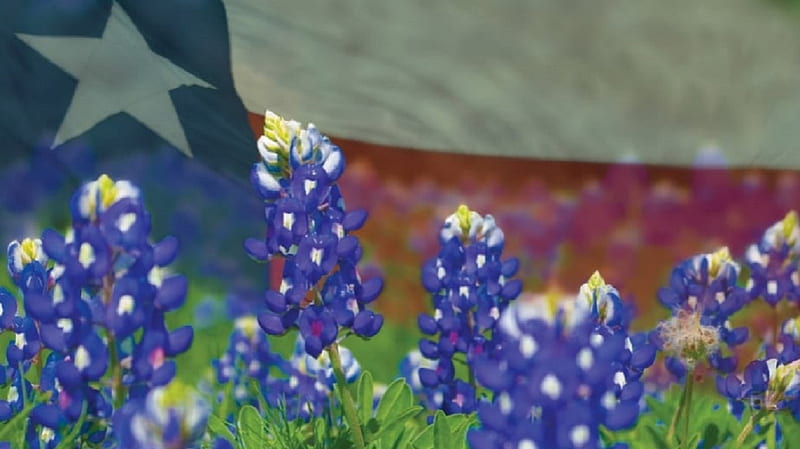 Texas Flag and Bluebonnets, Texas, Texas Proud, Bluebonnet, Texas Flag, HD wallpaper