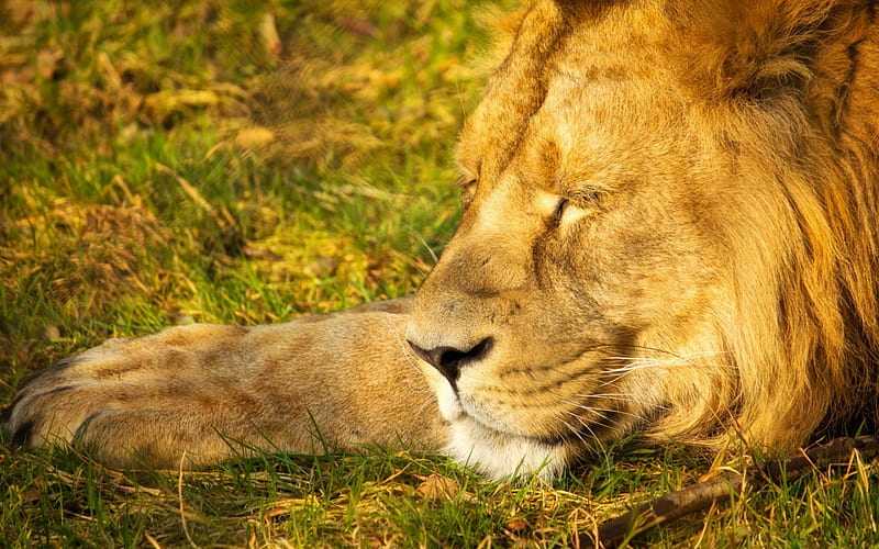 Sleeping Lion, bonito, sleeping, cats, lion, animals, HD wallpaper | Peakpx