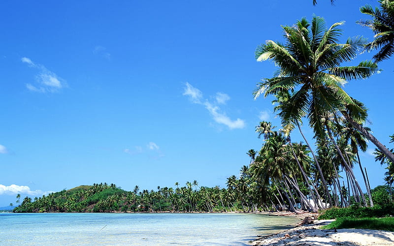 coconut trees swaying in the Tahitian coast, HD wallpaper