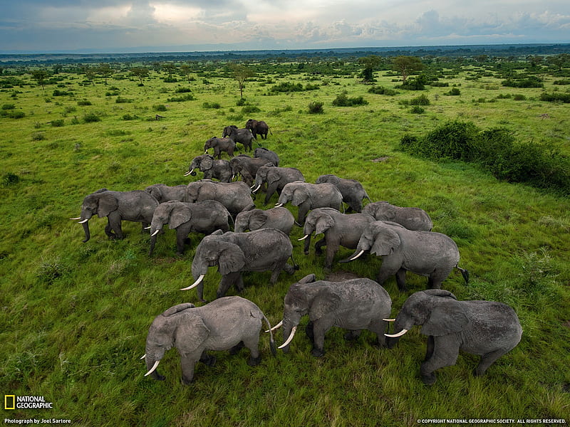Elephants Uganda-National Geographic magazine, HD wallpaper