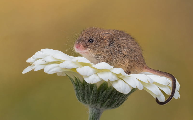 Mouse, animal, cute, summer, pars, flower, rodent, white, daisy, HD wallpaper