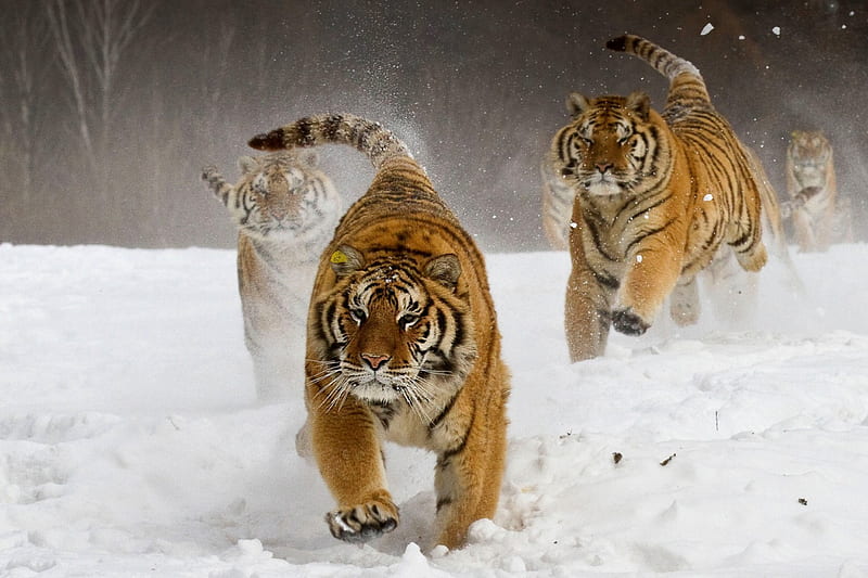 WILD PLAY, snow, cJames Chong, tigers, fun, run, cats, HD wallpaper