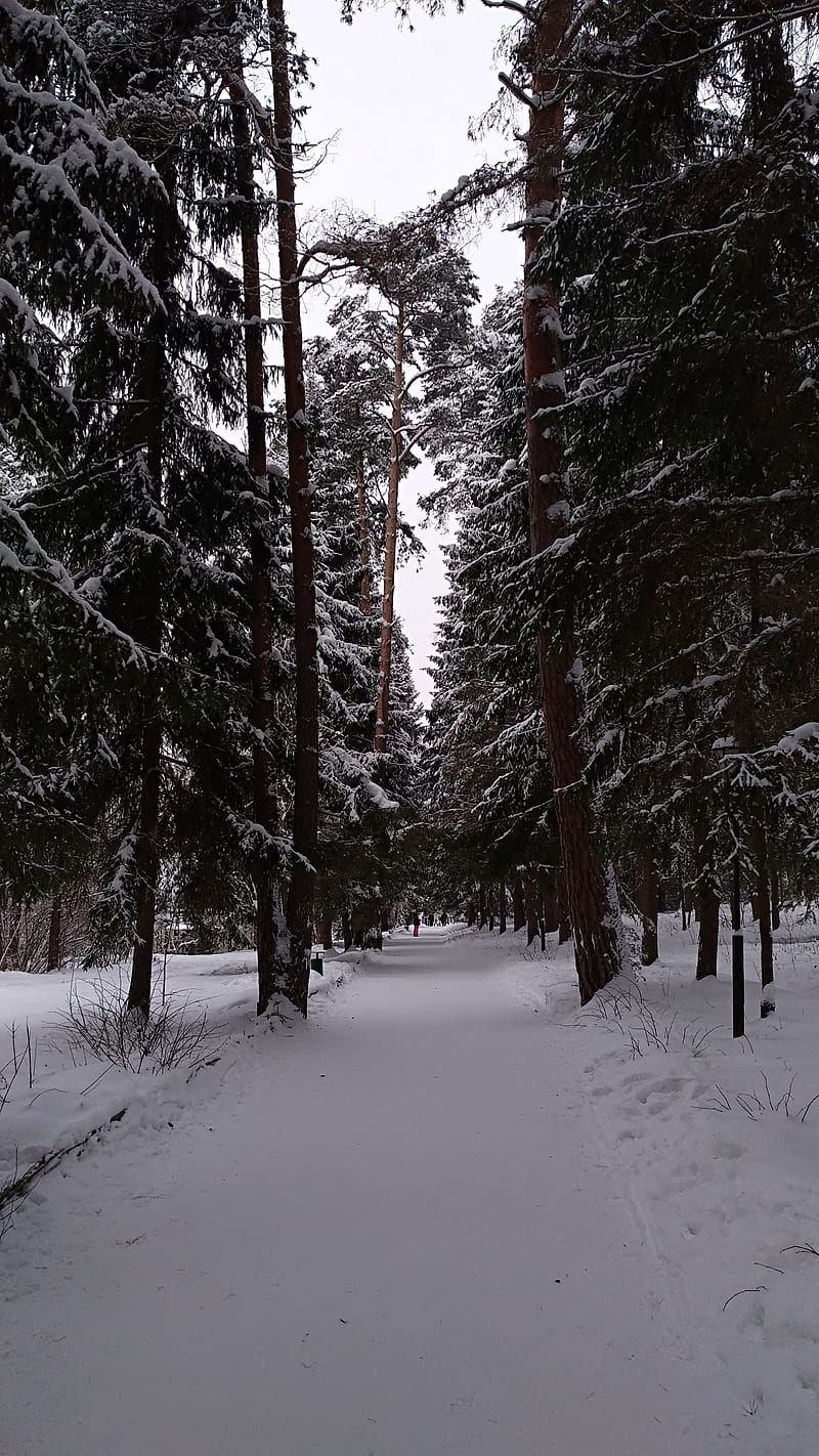 Russian forest, forest, winter, landscape, HD phone wallpaper