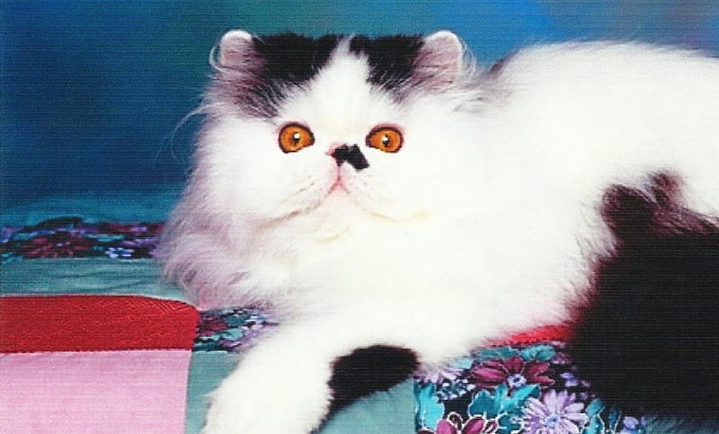 Persian male cat on a quilt, cute, persian, paws, quilt, kitten, HD wallpaper