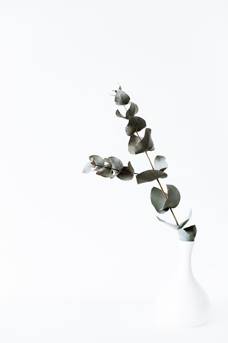 Green tender eucalyptus branch in white vase, HD phone wallpaper