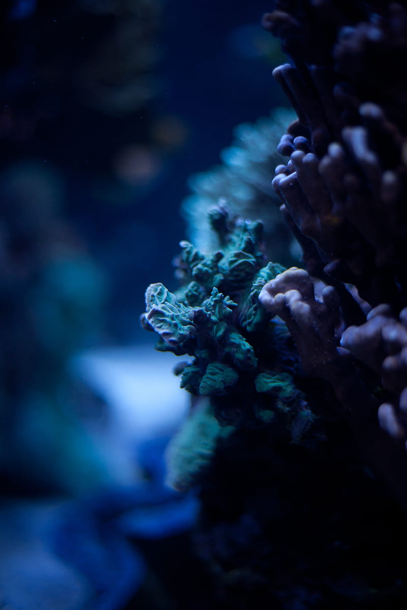 corals, underwater world, algae, macro, ocean, HD phone wallpaper