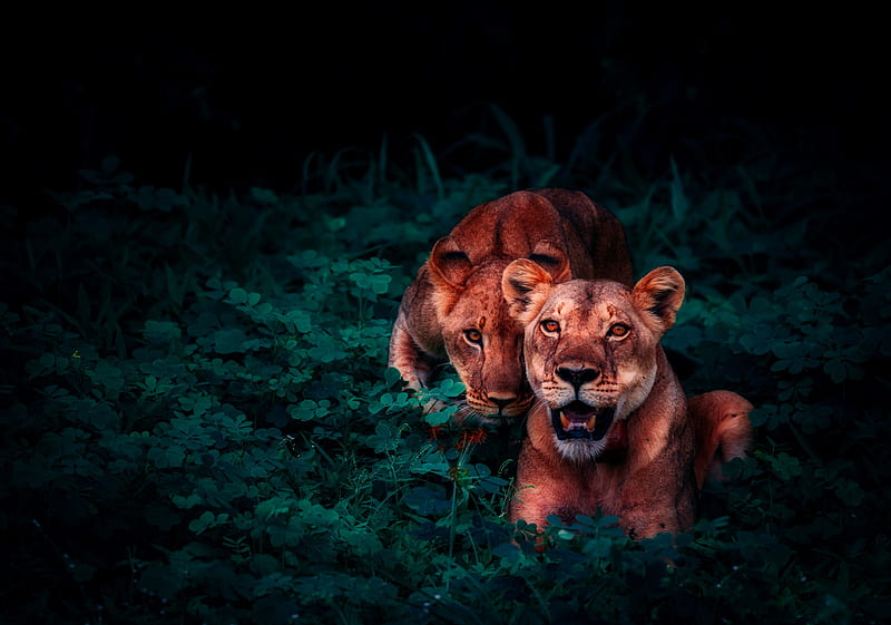 Lion Cubs In Jungle, lion, animals, cub, HD wallpaper