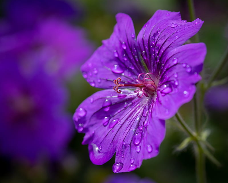 purple flower, water drops, macro, petlas, Flowers, HD wallpaper