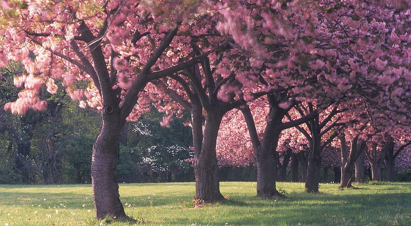 Pink Cherry Blossom Stage Background Backgrounds